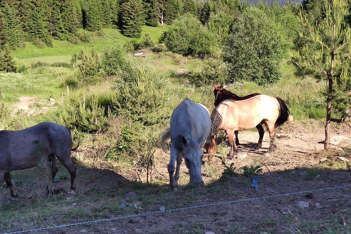 2-Day Private Horseback Riding in the Rhodope Mountains from Plovdiv photo 2