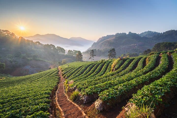 Chiang Mai Romantic Walking Tour — Doi Kham, Royal Pavilion & Orchid Gardens photo 2