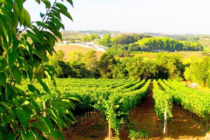 Green Wine Route in Viana do Castelo: Day Tour with Traditional Lunch photo 1