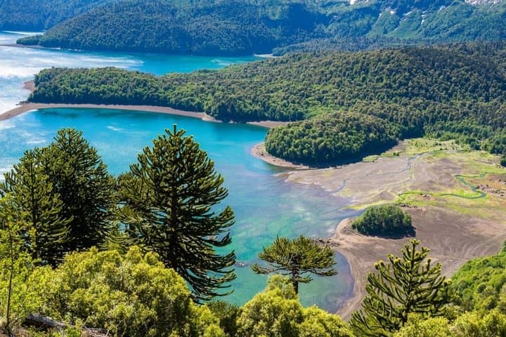 Full-Day Tour to Conguillío National Park from Pucón — Araucanía's Ancient Araucarias photo 2