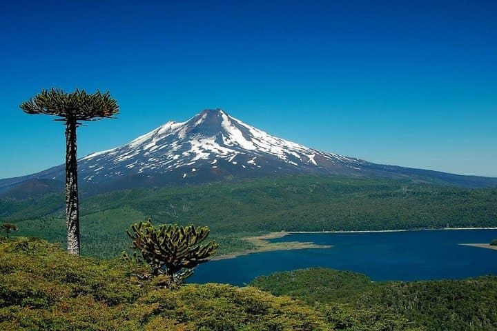 Full-Day Tour to Conguillío National Park from Pucón — Araucanía's Ancient Araucarias photo 3