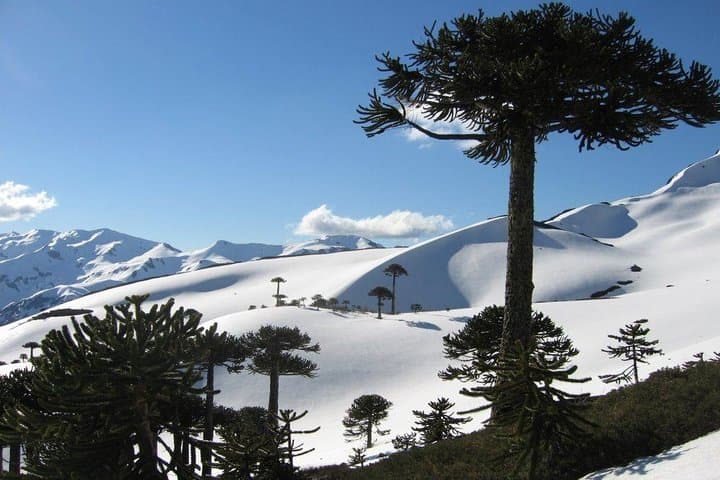 Full-Day Tour to Conguillío National Park from Pucón — Araucanía's Ancient Araucarias photo 4