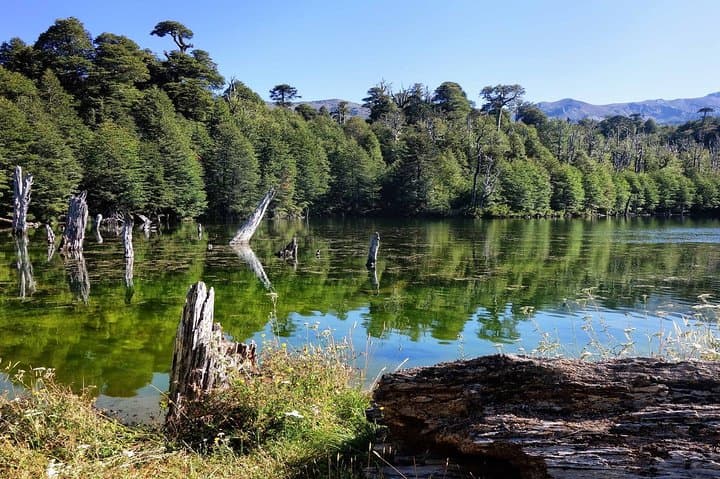 Full-Day Tour to Conguillío National Park from Pucón — Araucanía's Ancient Araucarias photo 6