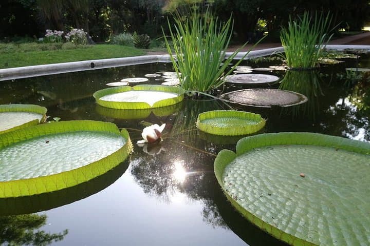 Explore Palermo's Green Heart: Private Tour of the Japanese & Botanical Gardens, Buenos Aires photo 5