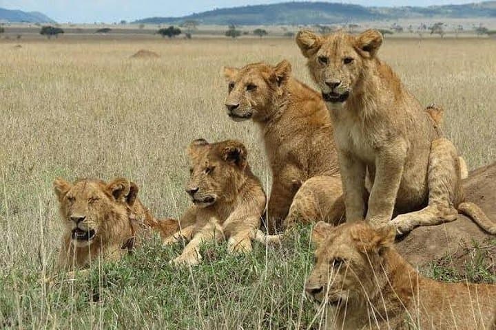 5-Day Private Big Five Safari: Tarangire, Serengeti & Ngorongoro photo 2