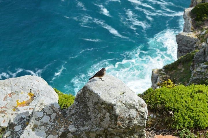 Hermanus Whale Watching and Hemel-en-Aarde Wine Tour from Cape Town