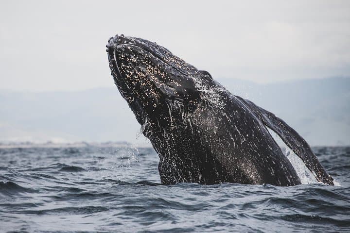 Hermanus Whale Watching and Hemel-en-Aarde Wine Tour from Cape Town photo 2
