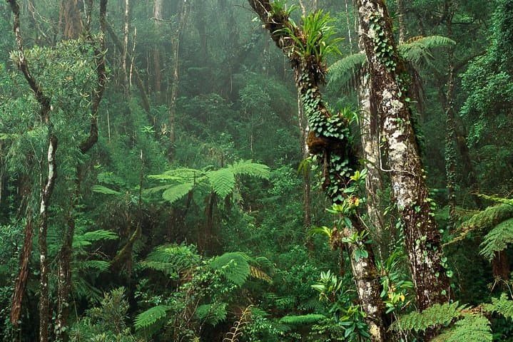 Sinharaja Rainforest Birdwatching from Colombo — Full-Day Guided Walk photo 2