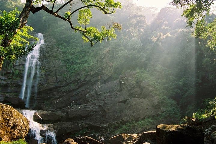 Sinharaja Rainforest Birdwatching from Colombo — Full-Day Guided Walk photo 3
