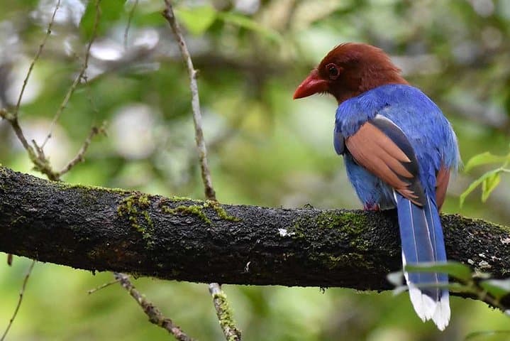 Sinharaja Rainforest Birdwatching from Colombo — Full-Day Guided Walk photo 6