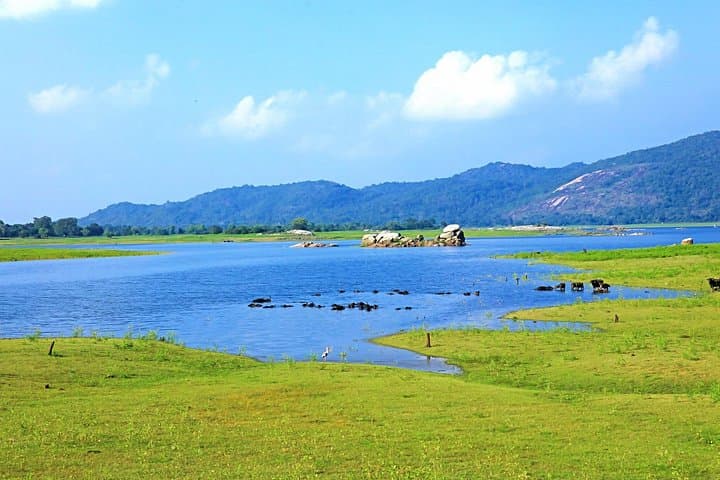 Maduru Oya Private Safari — Guided Jeep Safari to See Asian Elephants photo 3