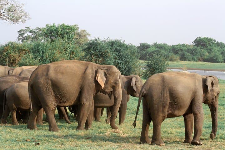 Maduru Oya Private Safari — Guided Jeep Safari to See Asian Elephants photo 4