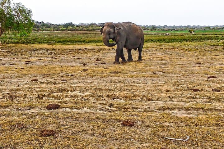 Lahugala-Kitulana Private Safari — Leopards, Elephants & Wetland Birds photo 3