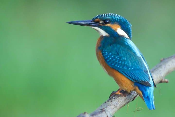 Lahugala-Kitulana Private Safari — Leopards, Elephants & Wetland Birds photo 2