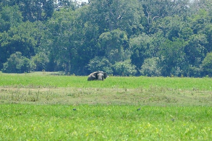 Lahugala-Kitulana Private Safari — Leopards, Elephants & Wetland Birds photo 5