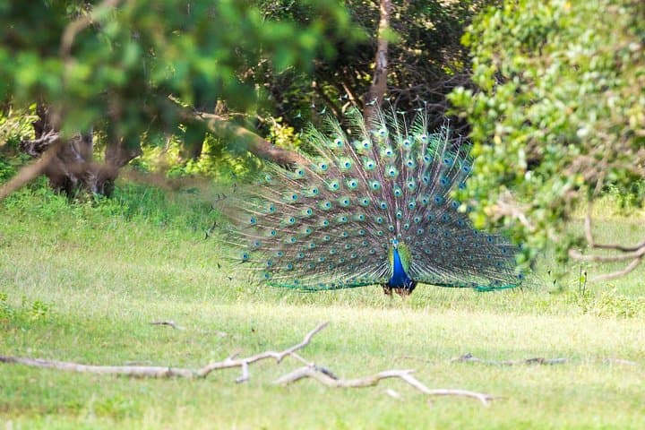 Lahugala-Kitulana Private Safari — Leopards, Elephants & Wetland Birds photo 6