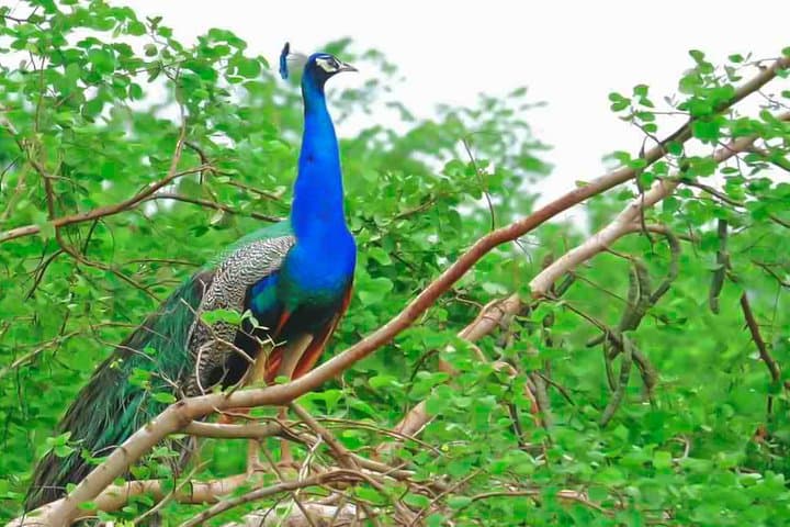 Lahugala-Kitulana Private Safari — Leopards, Elephants & Wetland Birds