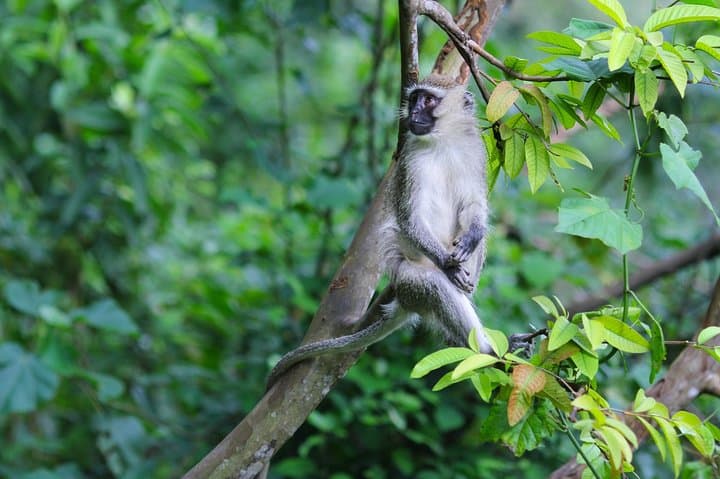 2-Day Nyungwe Chimpanzee Tracking & Canopy Walk Adventure photo 5