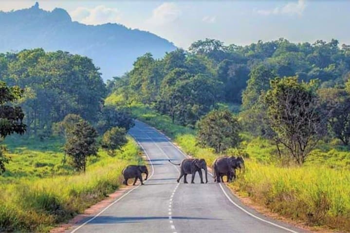 Maduru Oya National Park Private Safari: 3-Hour Elephant & Bird-Watching Jeep Tour photo 5