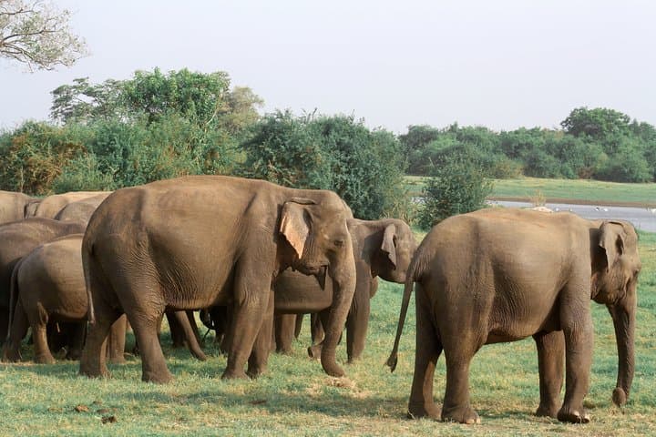 Maduru Oya National Park Private Safari: 3-Hour Elephant & Bird-Watching Jeep Tour