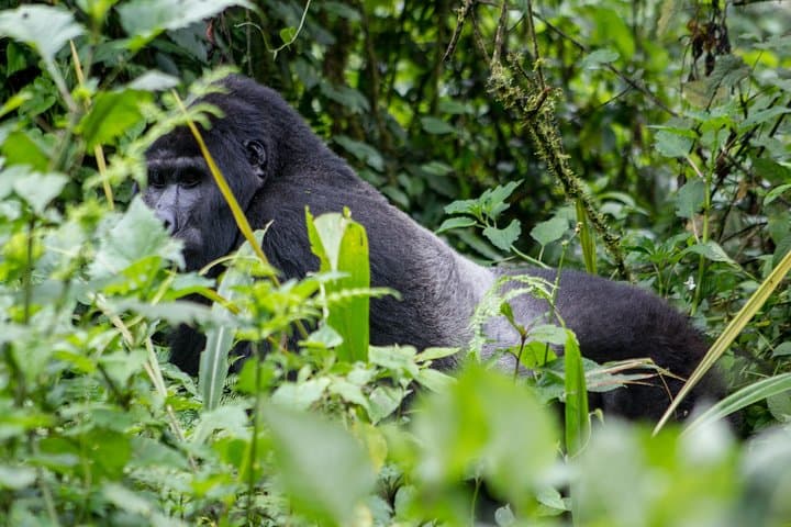 Gorilla Tracking in Bwindi: 2-Day Trek from Kigali to Mountain Gorillas photo 2