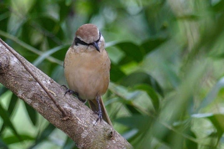 Birdwatching Trek to Kitulgala Rainforest: Day Trip from Colombo photo 2