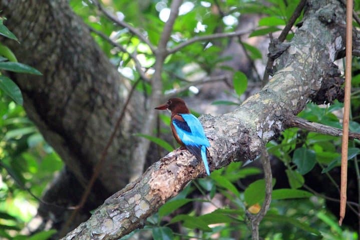 Birdwatching Trek to Kitulgala Rainforest: Day Trip from Colombo photo 3