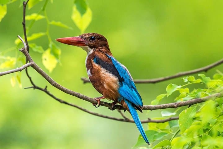 Birdwatching Trek to Kitulgala Rainforest: Day Trip from Colombo photo 4