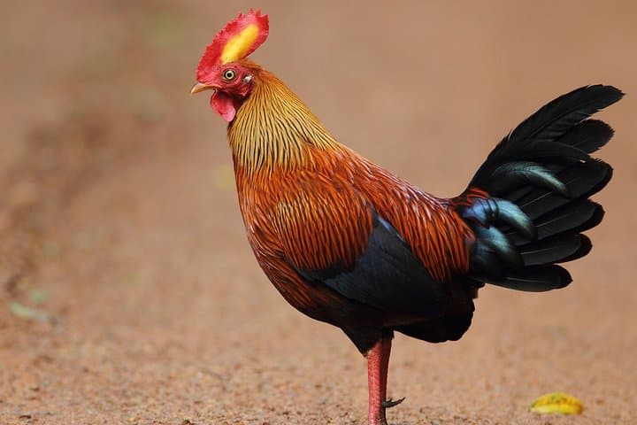 Birdwatching Trek to Kitulgala Rainforest: Day Trip from Colombo photo 5