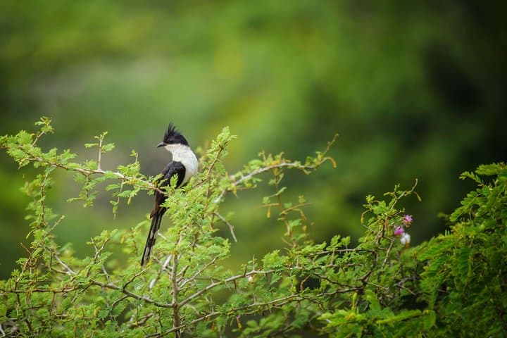 Sinharaja Rainforest Birdwatching Walk from Mount Lavinia — Guided Day Trip