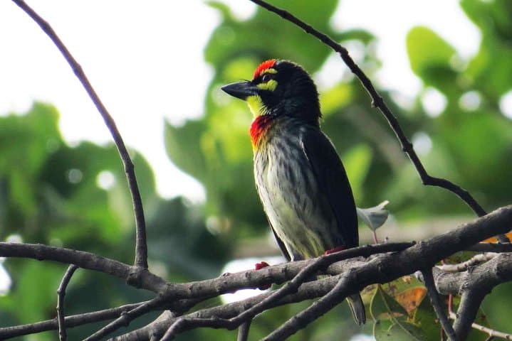 Thalangama Wetland Birdwatching Trek — Morning & Evening Tours from Mount Lavinia