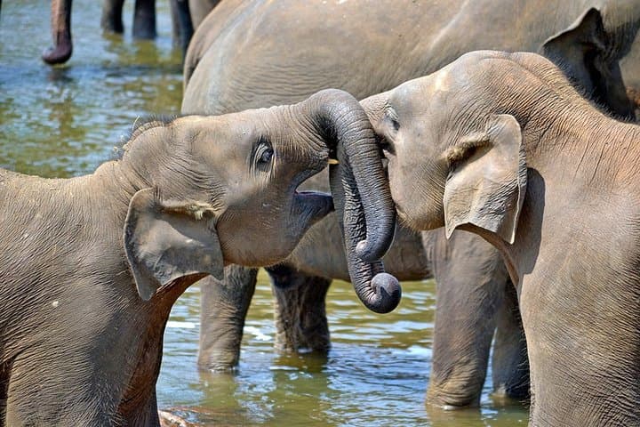 Sri Lanka for Families: Two-Week Minivan Adventure with Treehouses, Safaris & Beach Days