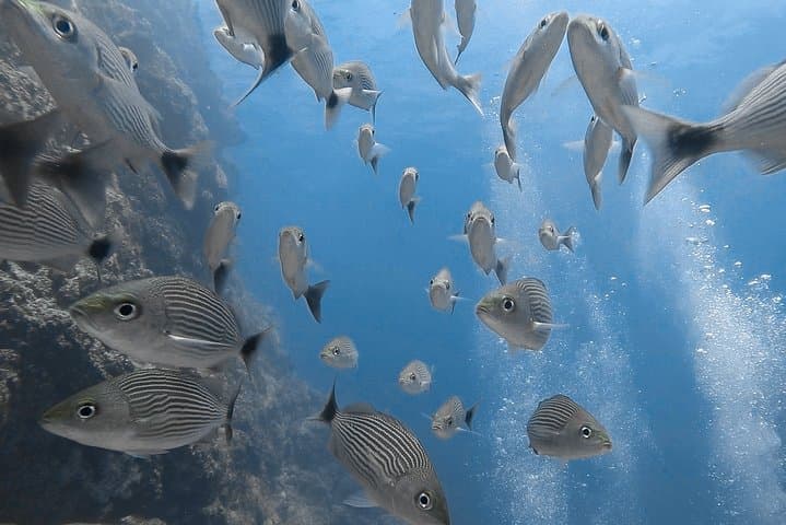 Tamarindo Open Water Diver Course — PADI & TDI-SDI Certification to 60 ft photo 3