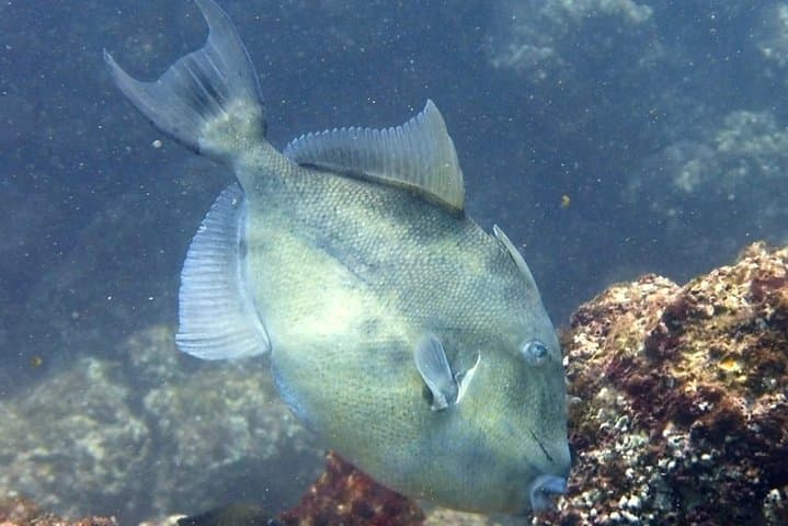 Tamarindo Open Water Diver Course — PADI & TDI-SDI Certification to 60 ft photo 4
