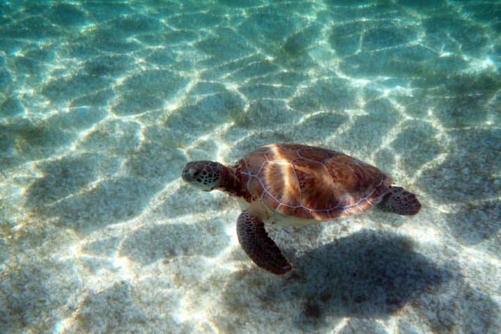 Private Underground River and Reef Snorkel Tour from Tulum photo 3