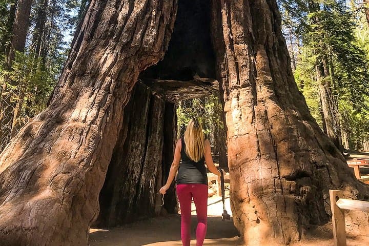 Yosemite Day Tour: Hike to Tuolumne Grove Giant Sequoias from San Francisco