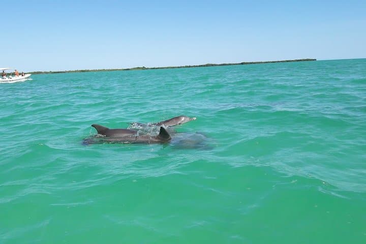 Private Sian Ka'an Biosphere Tour: Dolphins, Mangroves & Snorkeling the Mesoamerican Reef photo 4