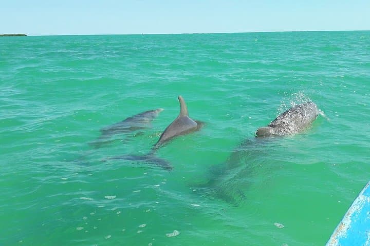 Private Sian Ka'an Biosphere Tour: Dolphins, Mangroves & Snorkeling the Mesoamerican Reef photo 3