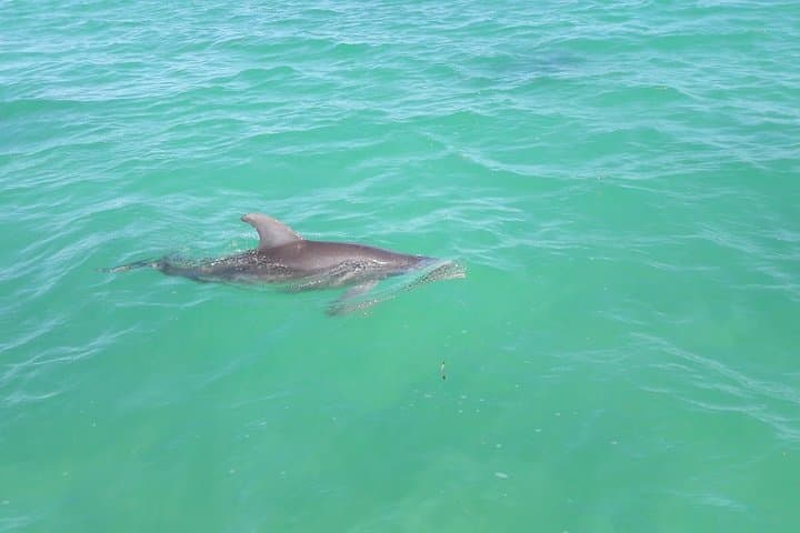 Private Sian Ka'an Biosphere Tour: Dolphins, Mangroves & Snorkeling the Mesoamerican Reef photo 2