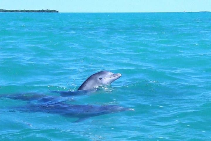 Private Sian Ka'an Biosphere Tour: Dolphins, Mangroves & Snorkeling the Mesoamerican Reef