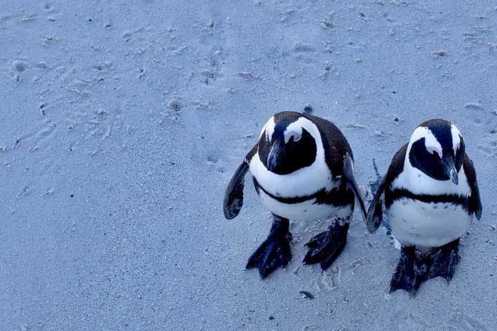 Cape Point to Stellenbosch: Cape Town Cape Point Penguins & Wineries Private Tour photo 2