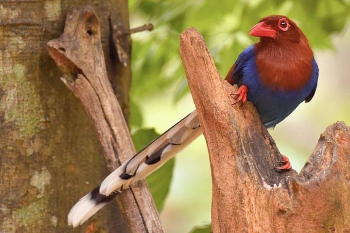 Udawalawe Birdwatching Safari from Colombo: Birds, Elephants & Jeep-Safari Tips photo 2