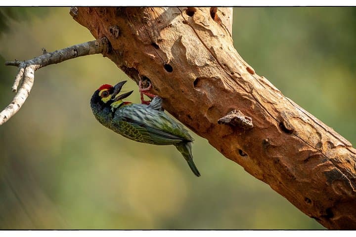 Udawalawe Birdwatching Safari from Colombo: Birds, Elephants & Jeep-Safari Tips photo 1