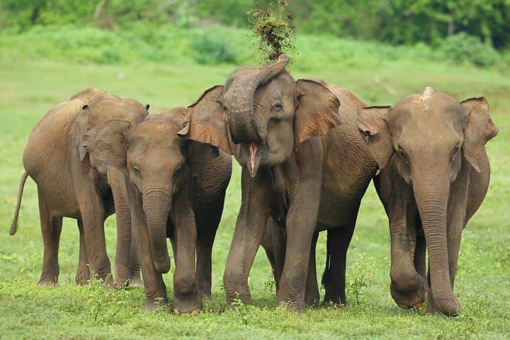 Udawalawe National Park Private Safari: Up-Close Elephant and Bird Encounters