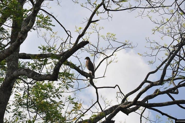 Anawilundawa Birdwatching Trek from Colombo: Wetland Birds & Mangrove Trails photo 2