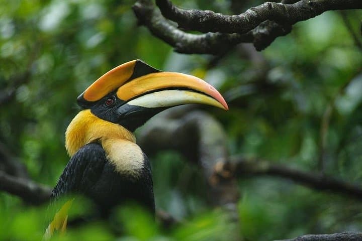 Anawilundawa Birdwatching Trek from Colombo: Wetland Birds & Mangrove Trails photo 1