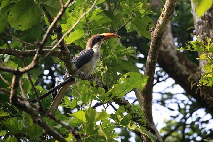 Anawilundawa Birdwatching Trek from Colombo: Wetland Birds & Mangrove Trails photo 3