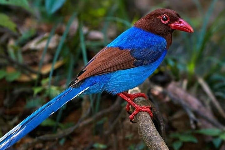 Anawilundawa Birdwatching Trek from Colombo: Wetland Birds & Mangrove Trails photo 4
