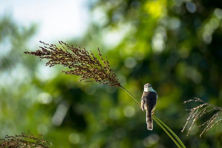 Thalangama Wetland Birdwatching Trek — Morning & Evening Tours from Mount Lavinia photo 2