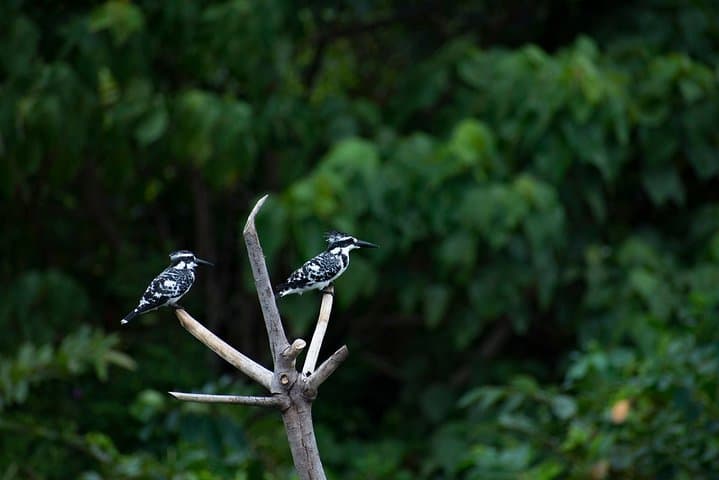 Morning Birdwatching Walk at Diyasaru Uyana from Mount Lavinia photo 2